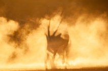 Силуэт орикса в пыли на закате, ЮАР — стоковое фото