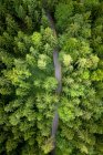 Aerial view of a road through the forest, Austria — Stock Photo