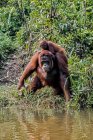 Female orangutan by a riverbank carrying her infant, Borneo, Indonesia — Stock Photo