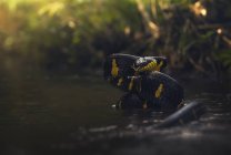 Мангровый кот змея в реке, избирательный фокус — стоковое фото