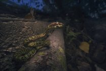 Vista lateral de Pit serpiente víbora por un camino - foto de stock