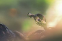 Coiled pit viper on wild nature, blurred background — Stock Photo