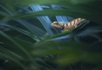 Emma graue Waldechse im Dschungel, Nahaufnahme, selektiver Fokus — Stockfoto