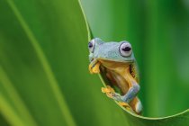 Зелене дерево жаба на листі, розмитий фон — стокове фото