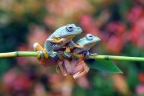 Two Javan tree frogs on a branch, blurred background — Stock Photo