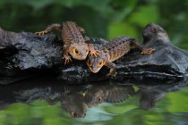 Дві шкірки крокодила на скелях біля річки, вид крупним планом, вибірковий фокус — стокове фото