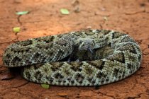 Ritratto di un serpente a sonagli Diamondback, fuoco selettivo — Foto stock