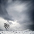 Vista panorámica del árbol solitario en el paisaje invernal - foto de stock