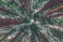 Vista panoramica su alberi di sequoie, Muir Woods, California, America, USA — Foto stock