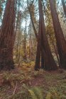 Scenic view of californian redwoods landscape, usa — Stock Photo