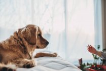 Cute dog at home looking at childarm — Stock Photo