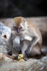 Macaque monkey in the forest, Teluk Nipah, Pangkor Island, Malaysia — Stock Photo