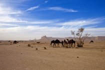 Vista panorâmica dos camelos no deserto, Riade, Arábia Saudita — Fotografia de Stock
