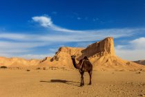 Vista panoramica di Cammello nel deserto, Riyadh, Arabia Saudita — Foto stock
