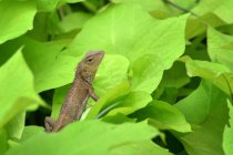 Lizard on a leaf, closeup view, selective focus — Stock Photo
