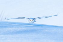 Мальовничий вид на величну засніжену сову в польоті — стокове фото