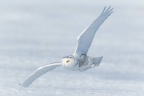 Снежная сова, пролетающая близко к земле, Квебек, Канада — стоковое фото