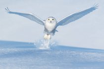 Vista panoramica di maestoso gufo delle nevi in volo — Foto stock