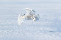 Schnee-Eule fliegt dicht am Boden, Seitenansicht — Stockfoto