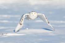 Scenic view of majestic snowy owl in flight — Stock Photo