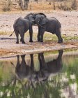 Due elefanti in una pozza d'acqua, Parco nazionale di Bwabwata, Namibia — Foto stock