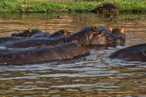 Hippos no Rio Chobe, Parque Nacional Chobe, Botsuana — Fotografia de Stock