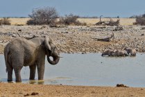 Elefant und Oryx an einem Wasserloch, Etoscha Nationalpark, Namibia — Stockfoto