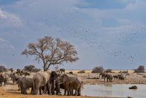 Scenic view of majestic birds flying over a herd of elephants, Etosha National Park, Namibia — Stock Photo
