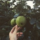Woman hand reaching for an apple growing on a tree — Stock Photo
