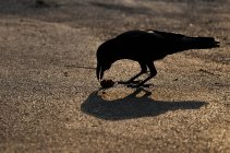 Silhouette of a crow in the street, wild life — Stock Photo