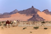 Die wunderschöne Landschaft der Negev-Wüste in der Sahara — Stockfoto
