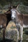 Due asini in un campo, Parco Naturale dello Stretto, Tarifa, Cadice, Andalusia, Spagna — Foto stock