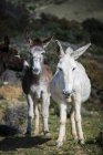 Три осла, стоящие в поле, природный парк Страйт, Фауфа, Кадис, Андалусия, Испания — стоковое фото