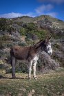 Живописный вид Осла, стоящего в поле, Природный парк Пролив, Тарифа, Кадис, Андалусия, Испания — стоковое фото