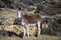 Malerischer Blick auf Esel, die auf einem Feld stehen, Meerenge Naturpark, Tarifa, cadiz, Andalusien, Spanien — Stockfoto