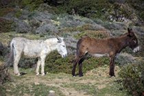 Dos burros de pie en un campo, Parque Natural del Estrecho, Tarifa, Cádiz, Andalucía, España - foto de stock