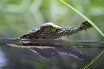 Vista ravvicinata della testa di coccodrillo che sbircia fuori da un fiume — Foto stock