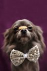Longcoat Chihuahua dog wearing a bow tie, balancing treat on nose — Stock Photo