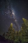 Млечный путь над парком с деревьями — стоковое фото