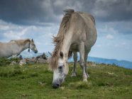Zwei wilde Pferde, die auf einem Berg weiden, Bulgarien — Stockfoto