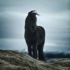 Cavalo islandês em pé em um prado, Islândia — Fotografia de Stock