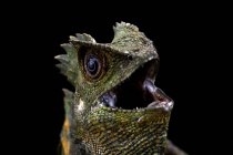 Portrait of an angry Boyds Forest dragon, closeup view, selective focus — Stock Photo
