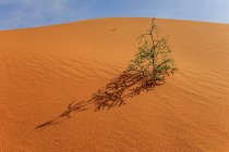 Plant growing in the desert, Saudi Arabia — Stock Photo