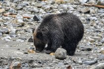 Известный бурый медвежонок гризли в дикой природе — стоковое фото