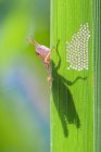 Nahaufnahme einer Heuschrecke auf einem Blatt mit Eiern vor verschwommenem Hintergrund — Stockfoto