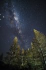 Vía Láctea sobre Parque con árboles - foto de stock