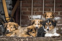 Close-up view of a five puppies in the street — Stock Photo
