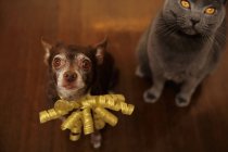 Shortcoat Chihuahua perro y Chartreux gato sentado en el suelo - foto de stock