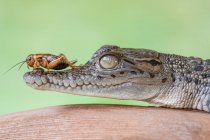 Cricket sitting on a crocodile, selective focus — Stock Photo