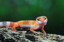 Retrato de um gecko bonito, vista close-up, foco seletivo — Fotografia de Stock